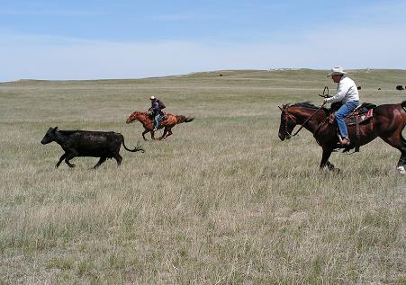 Chasing Down the Cow!