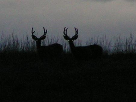 Two Buck Deer!