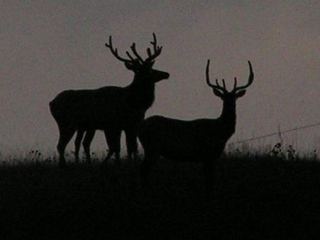 Bucks at night!