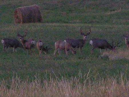 Look at the size of these guys!