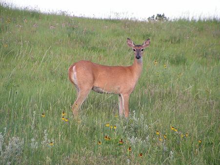 A doe a deer a female deer!