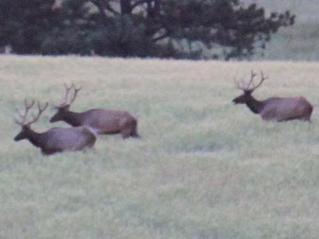 Three Elk walking through the wheat field!