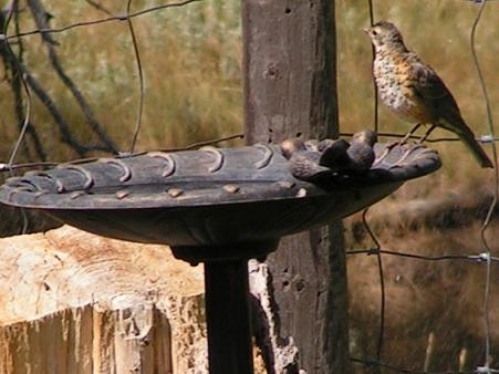 The birdbath!