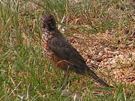 Eating the seed off the ground!