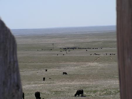 The cattle drive is done