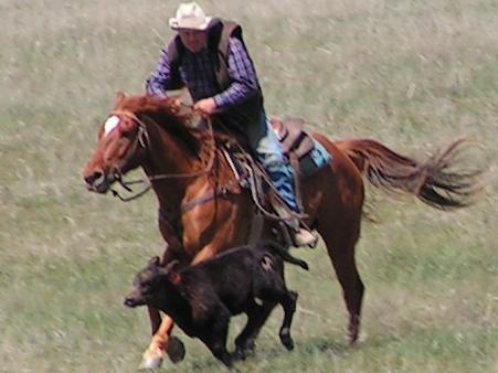 Chasing down the calf!
