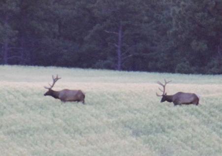 Two Big Bull Elk!