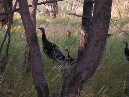 Turkey in the trees!