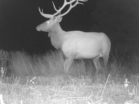 Big Boy Elk!