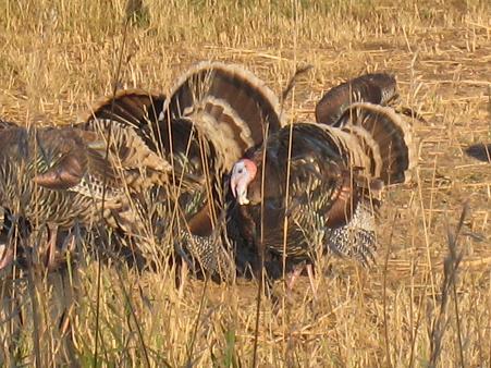 Turkey in the grass!