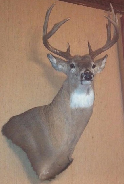 Tara's deer mounted on the wall back home!