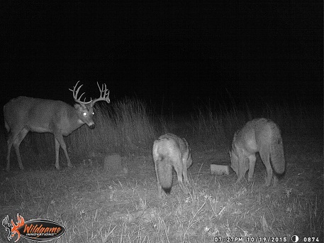 Three Elk walking through the wheat field!